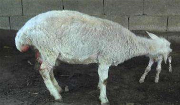 母羊的分娩過程