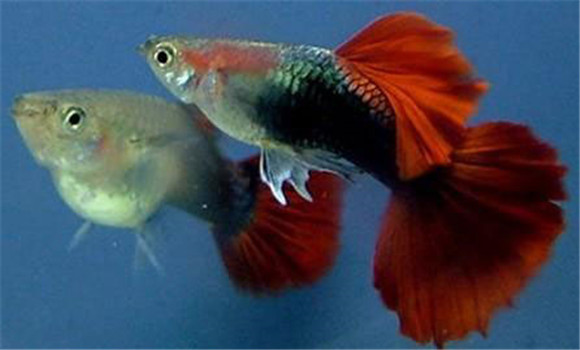 熱帶魚對水酸堿度的要求