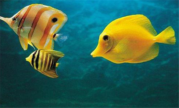 熱帶魚對水硬度的要求