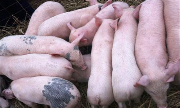 豬有機磷中毒怎么解救