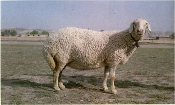 羊前胃弛緩的發病原因