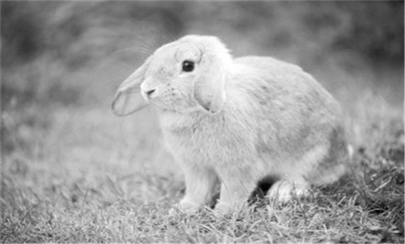 兔大腸桿菌治療方法