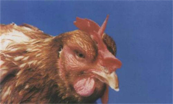 雞傳染性鼻炎的傳染源