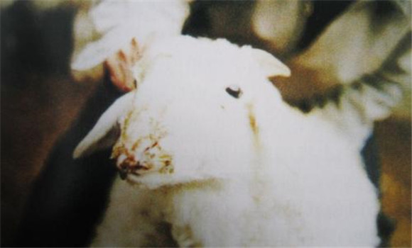 羊狂蠅蛆病臨床診斷
