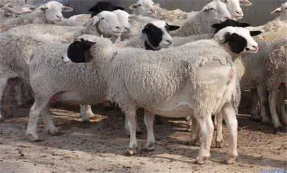 羊螨病的主要癥狀