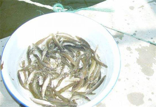 白斑狗魚的魚苗放養方法