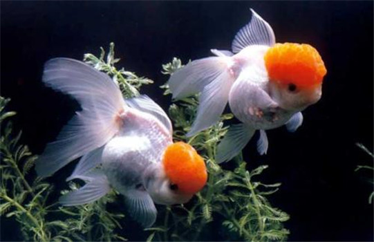 金魚的自然繁殖方式