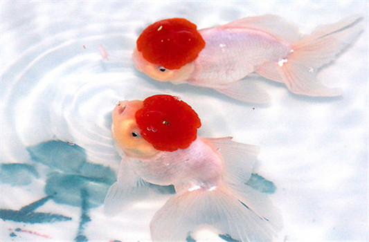 金魚的人工繁殖方式