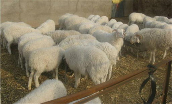 羊布氏桿菌病預防接種