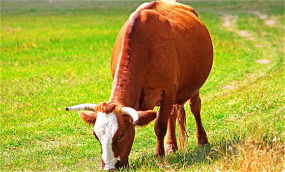 妊娠母牛的飼養方法