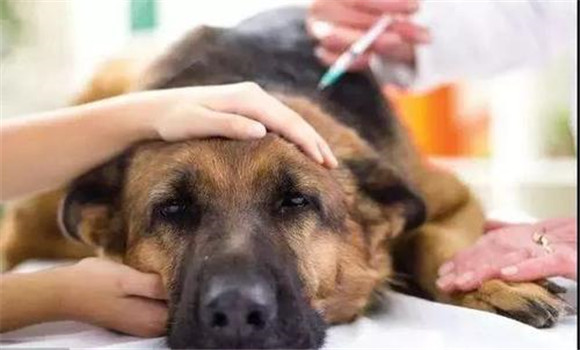 犬傳染性肝炎的病變癥狀
