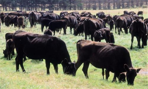全牛群每年進行兩次結核病的檢疫
