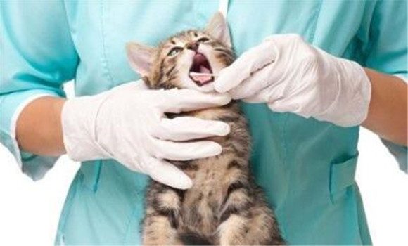 貓泛白細胞減少癥的預防接種