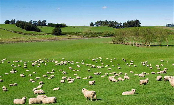 羊的春季放牧