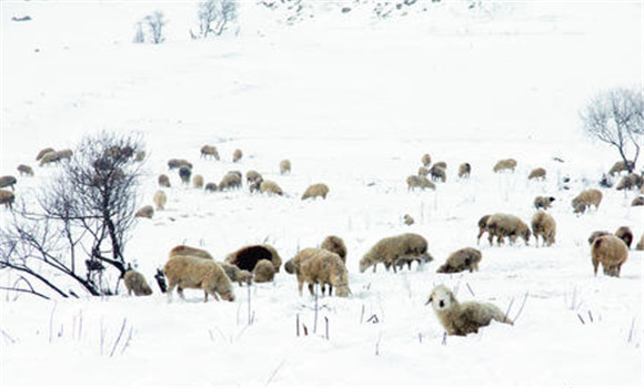 冬季牧羊要點