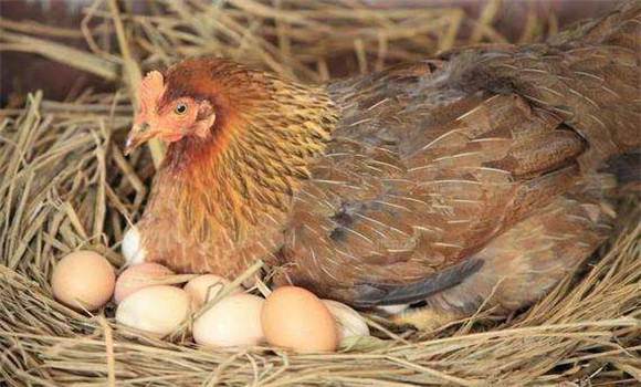 怎樣使母雞多產蛋