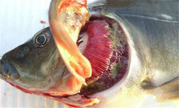 魚爛鰓病的主要癥狀