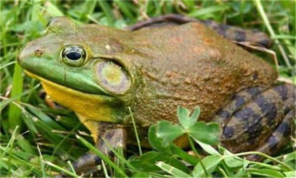 季節變化對牛蛙越冬的影響