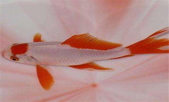 金魚的壽命有多長