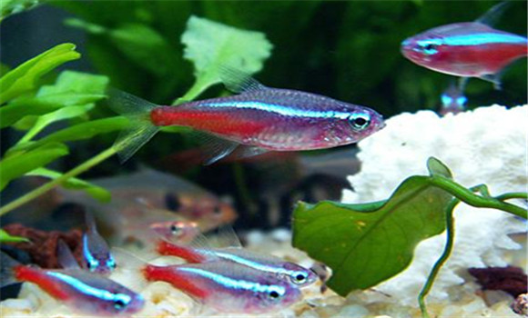寶蓮燈魚繁殖方法