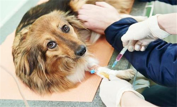 犬副流感的預防接種