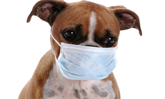 犬副流感的臨床癥狀