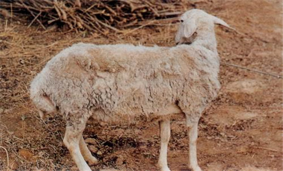羊李氏桿菌病的主要癥狀