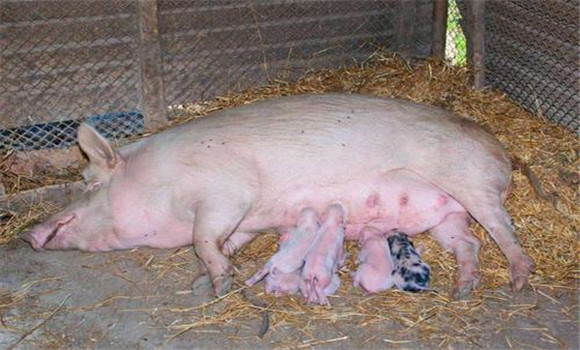 母豬催乳方法