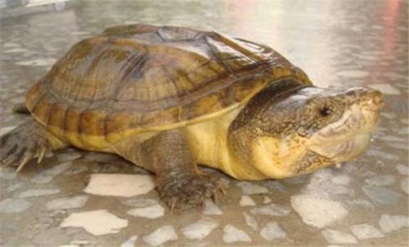 烏龜的壽命有多長