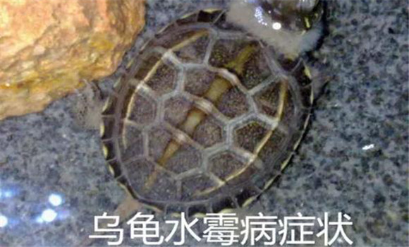 烏龜水霉病的防治方法
