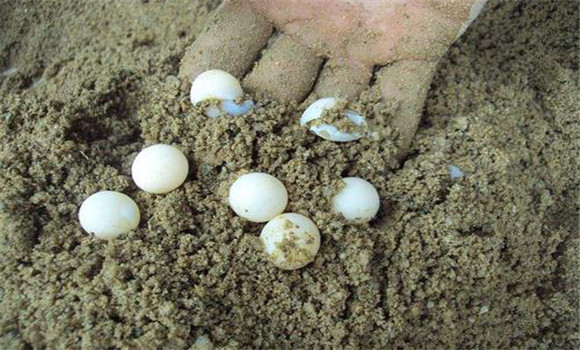 烏龜卵的收集方法