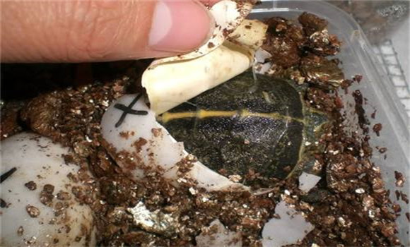 烏龜卵的孵化方法