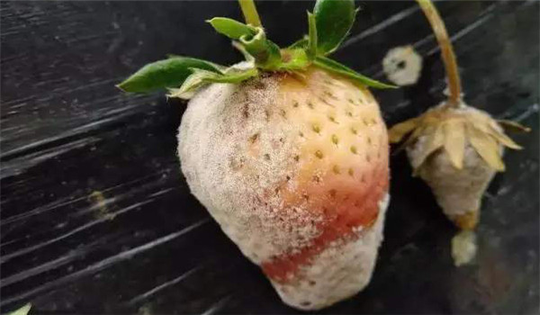草莓灰霉病的癥狀