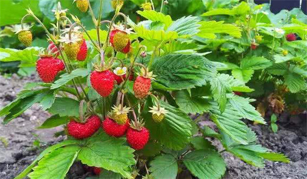 草莓灰霉病的防治方法