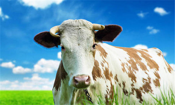 母牛不發情的主要病因　