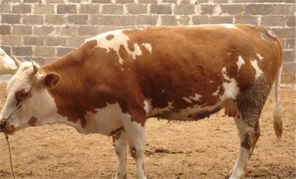 母牛妊娠的主要癥狀