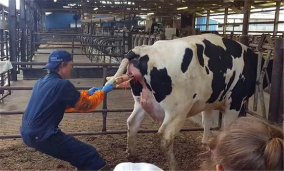 母牛生產時的接產方法