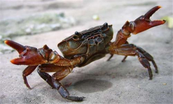 河蟹的壽命一般是多久