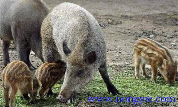 野豬是保護動物嗎