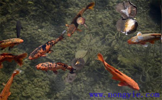 鯉魚生活在深水層還是淺水層