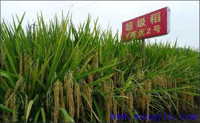 超級稻最高畝產量是多少