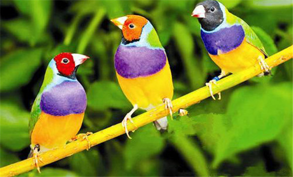 五彩文鳥有幾個品種