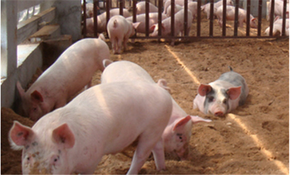 生物環保養豬概念