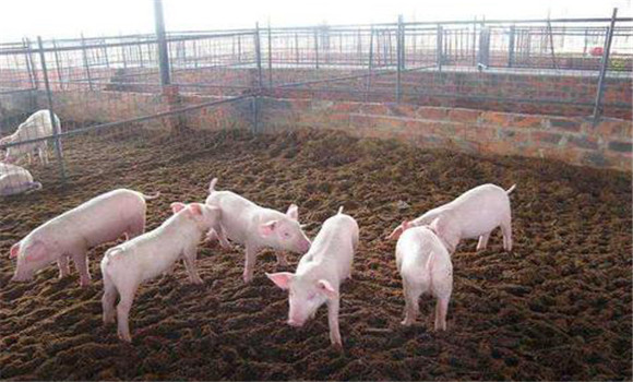什么是發酵床養豬技術