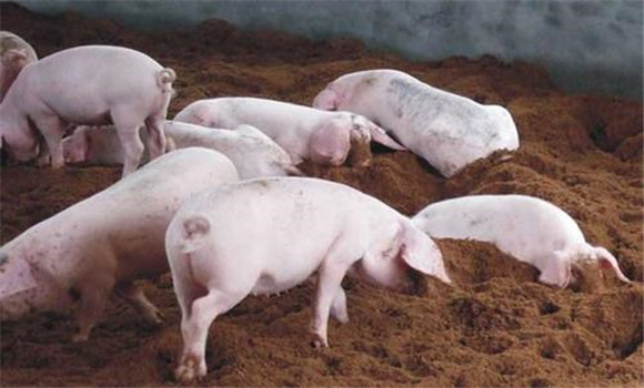 發酵床養豬的方法