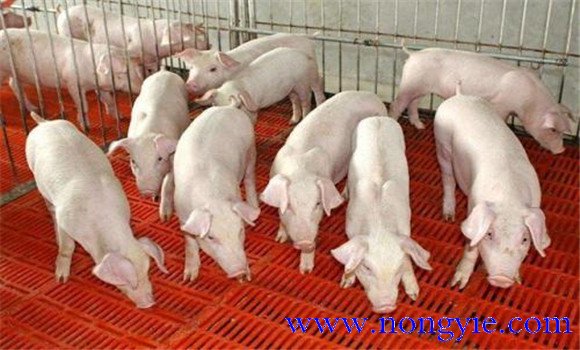 掌握仔豬的飼養管理技術