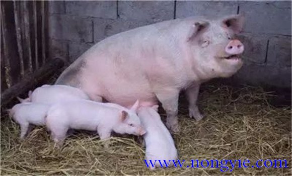 母豬采食量下降的常見原因