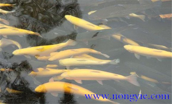 人工養殖虹鱒魚的飼料配方