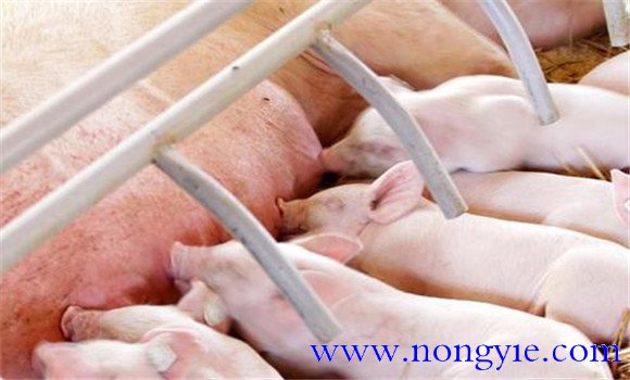 哺乳仔豬的生理特點和生長發育特征