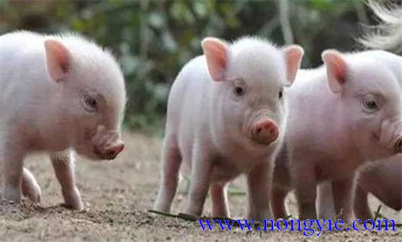 哺乳仔豬的生理特點和生長發育特征2